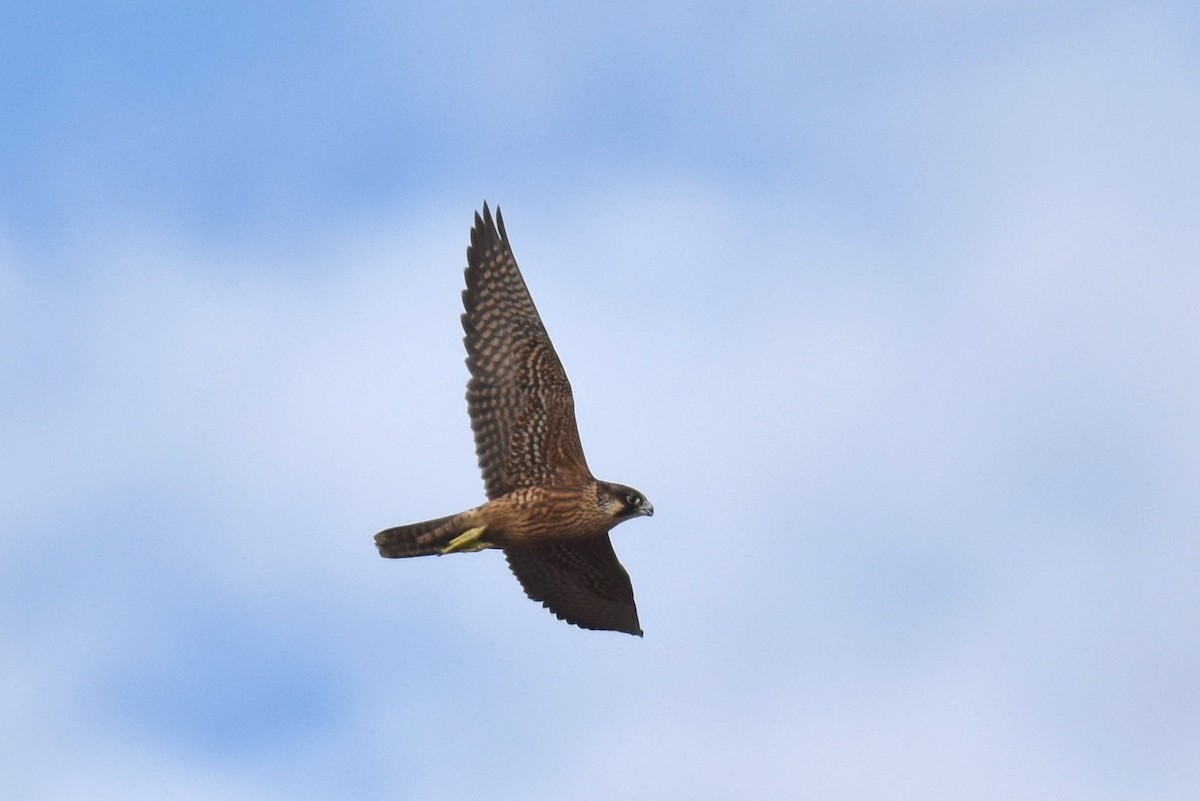Halcón Peregrino - ML642873909