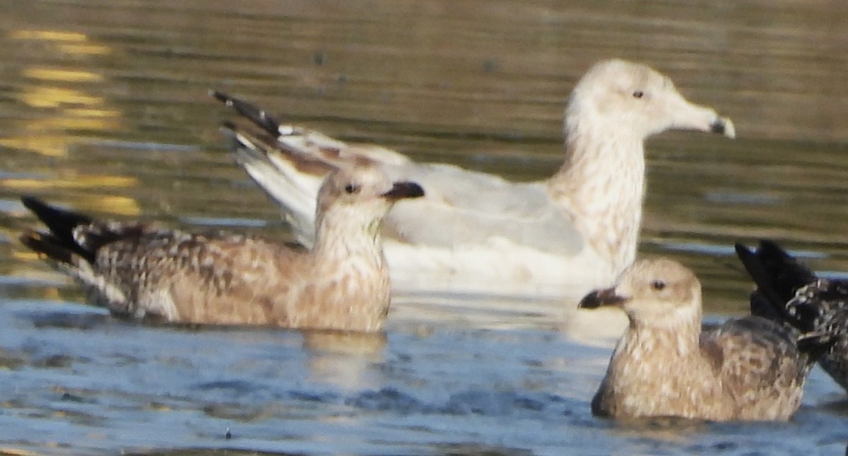 Gaviota Argéntea Americana - ML642873913