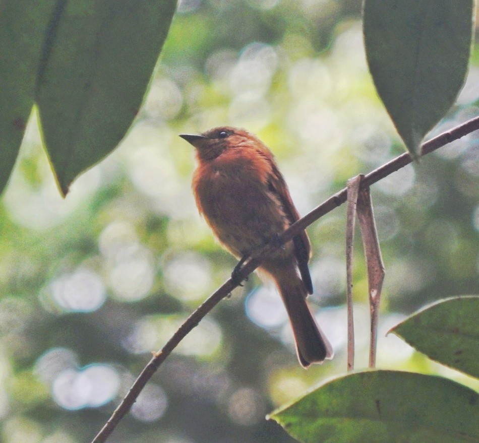 Birro Chico - ML642873929
