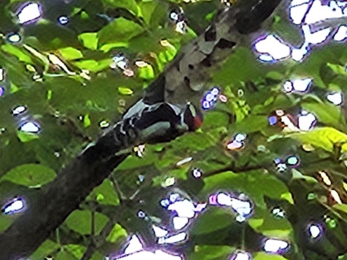 セジロアカゲラ - ML642873934