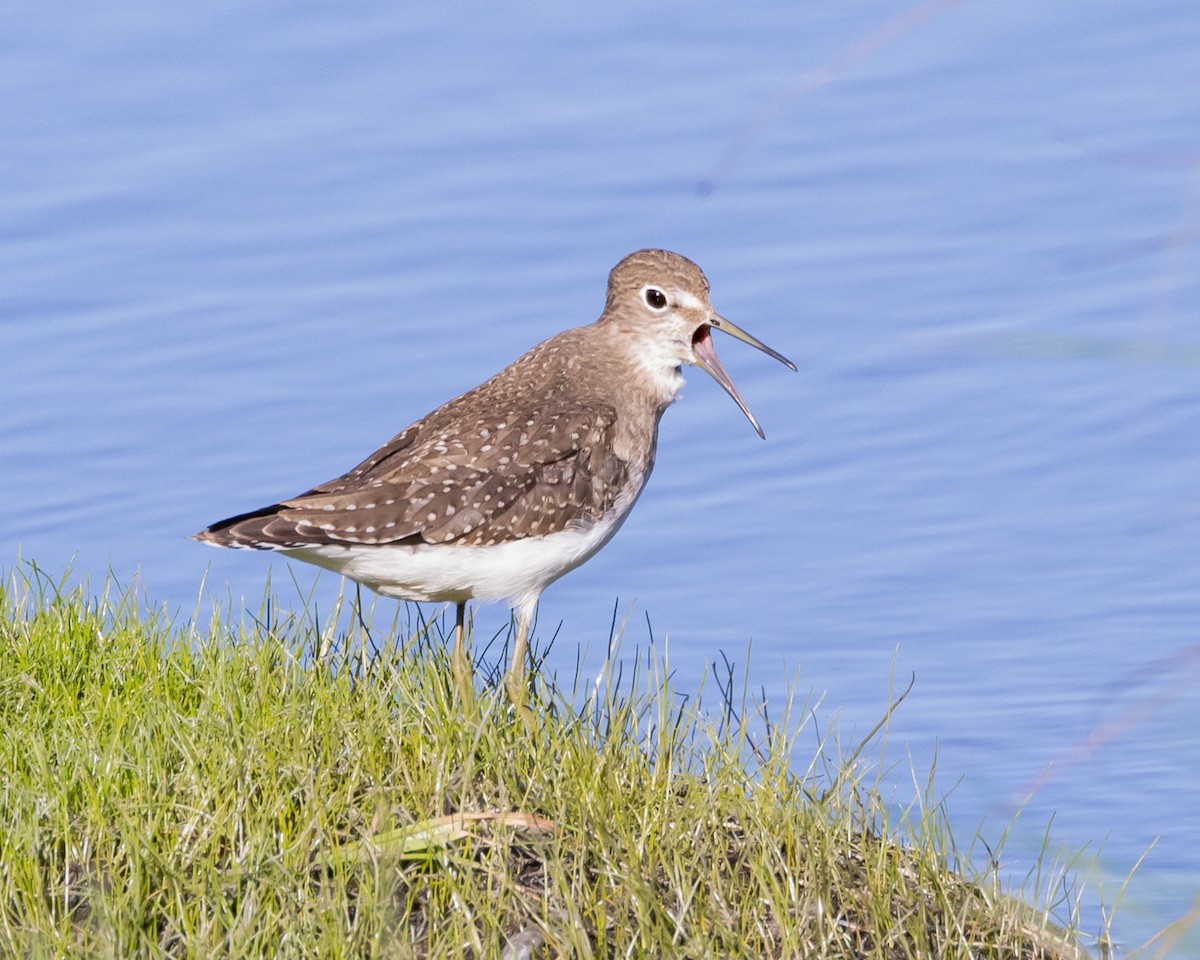 Solitary Sandpiper - ML642873949