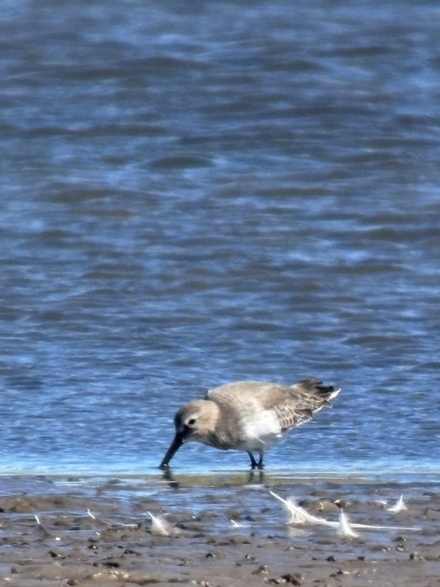 黑腹濱鷸 - ML642873954