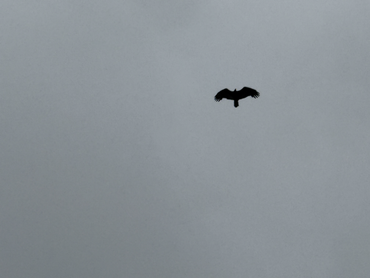 Turkey Vulture - ML642873963