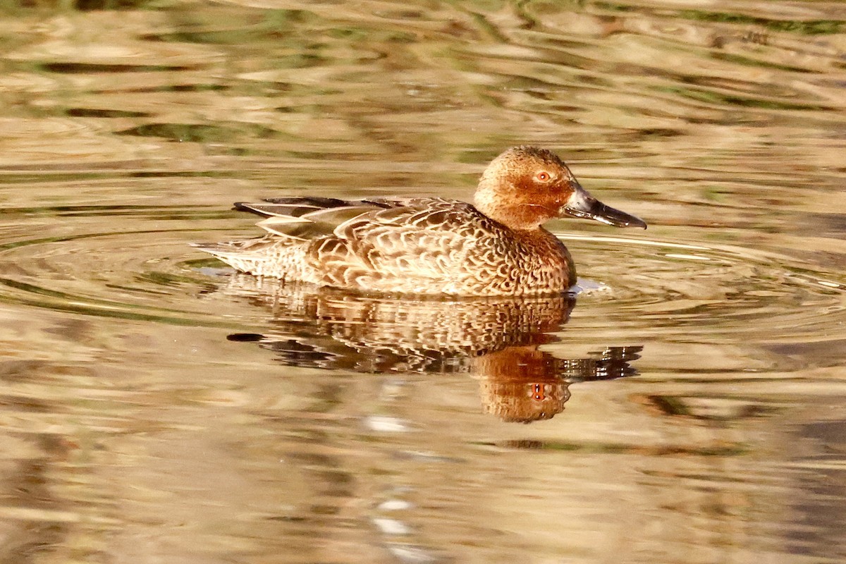 Alzavola cannella - ML642873964