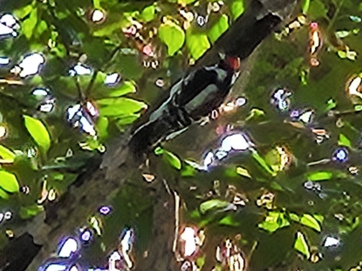 セジロアカゲラ - ML642873980