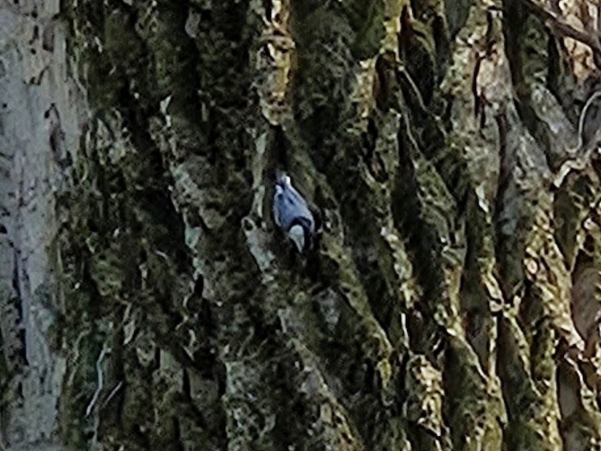 Sittelle à poitrine blanche - ML642873987