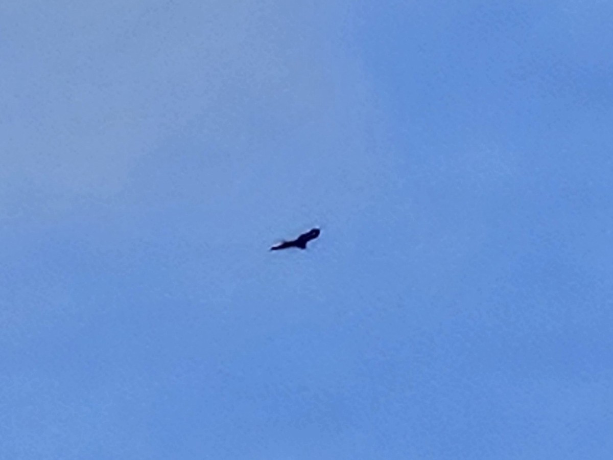 Black Vulture - ML642873998