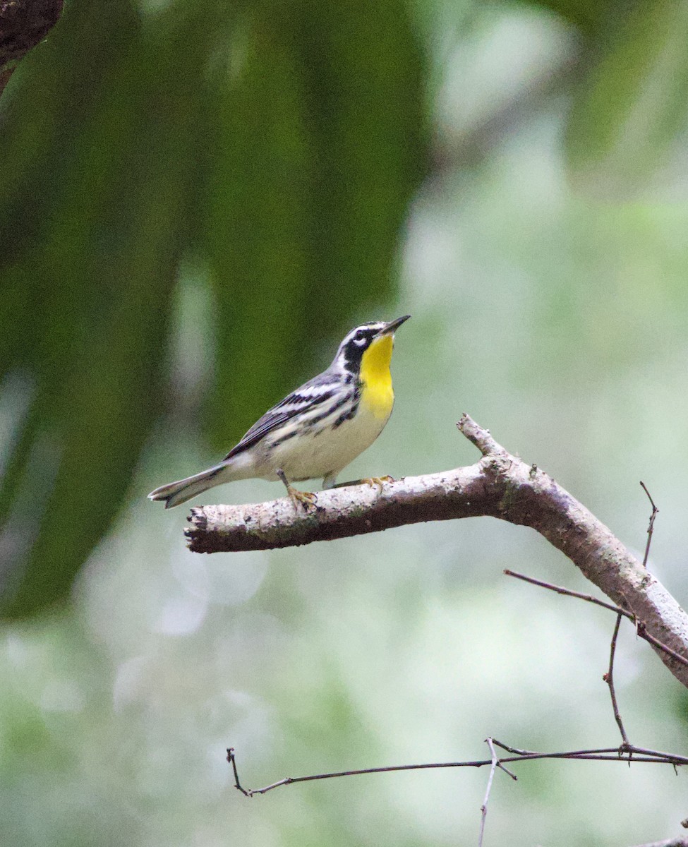 Yellow-throated Warbler - ML642874003