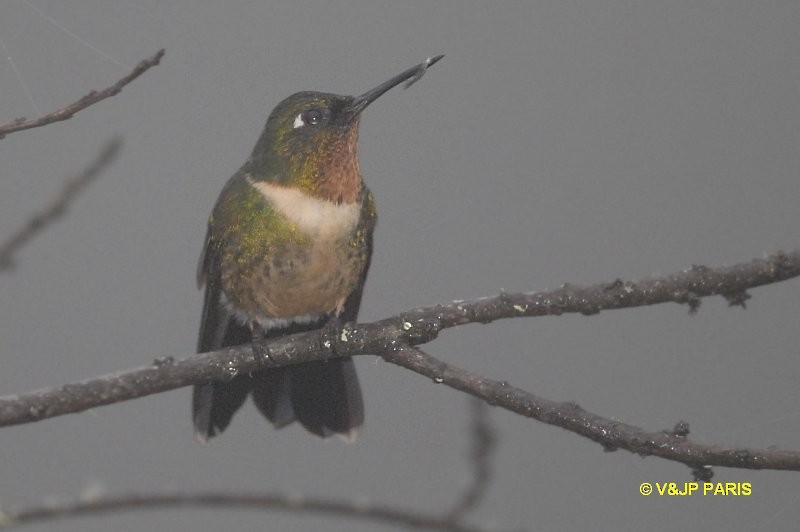 Amethyst-throated Sunangel - ML642874015