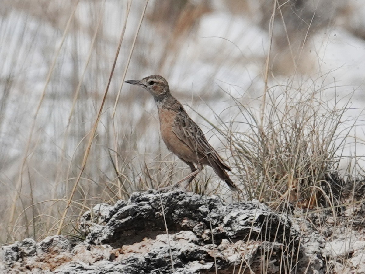 Spike-heeled Lark - ML642874042