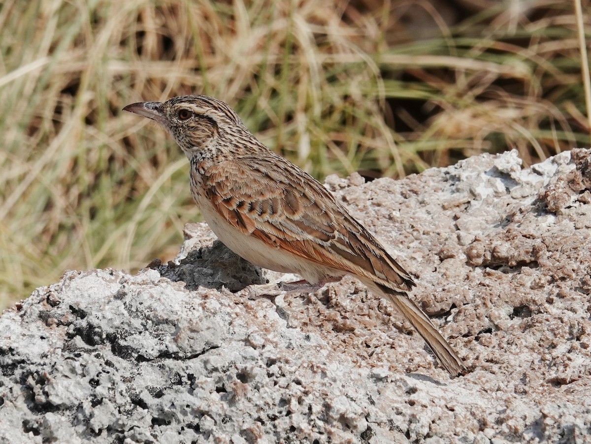Rufous-naped Lark (Rufous-naped) - ML642874048