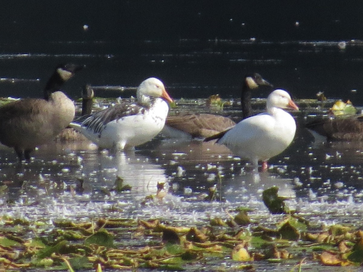 Snow Goose - ML642874050