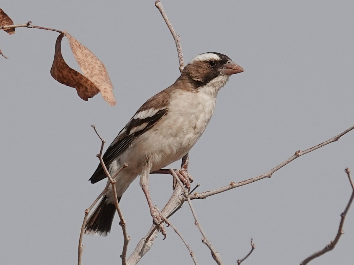 White-browed Sparrow-Weaver - ML642874053