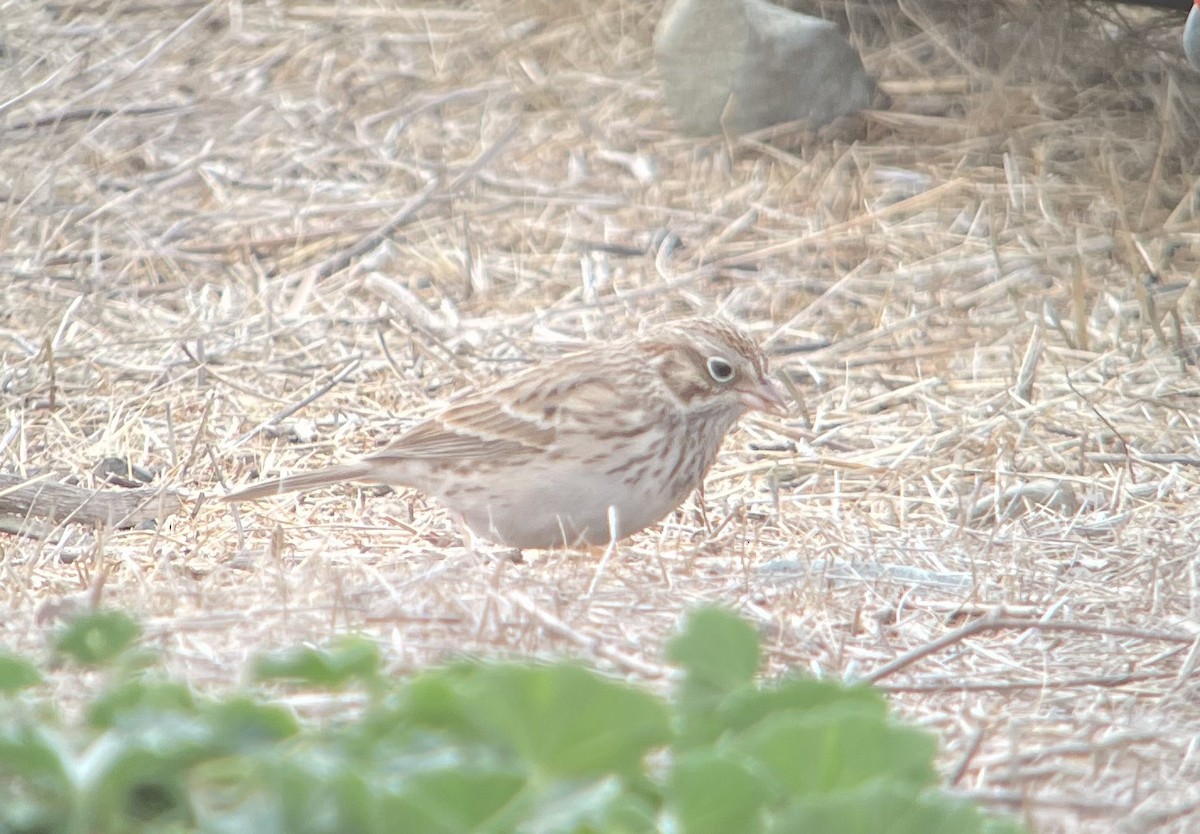 Vesper Sparrow - ML642874055