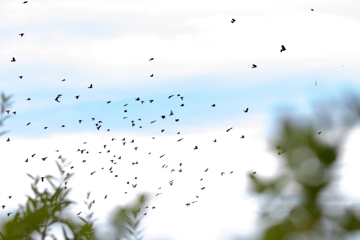 blackbird sp. - ML642874060