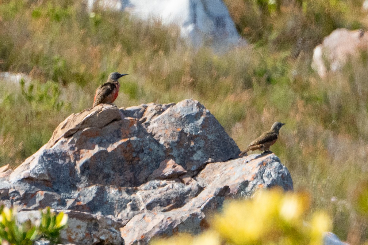 Pic laboureur - ML642874063