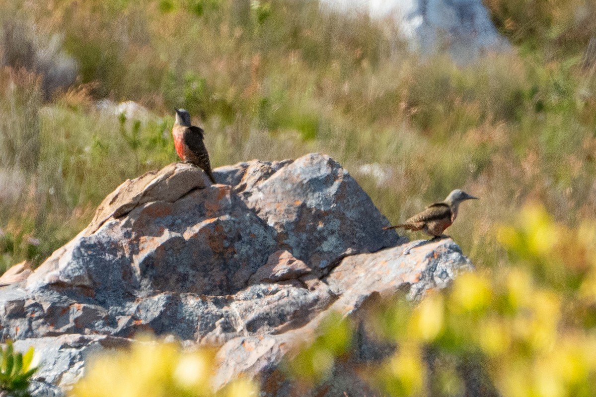 Pic laboureur - ML642874064