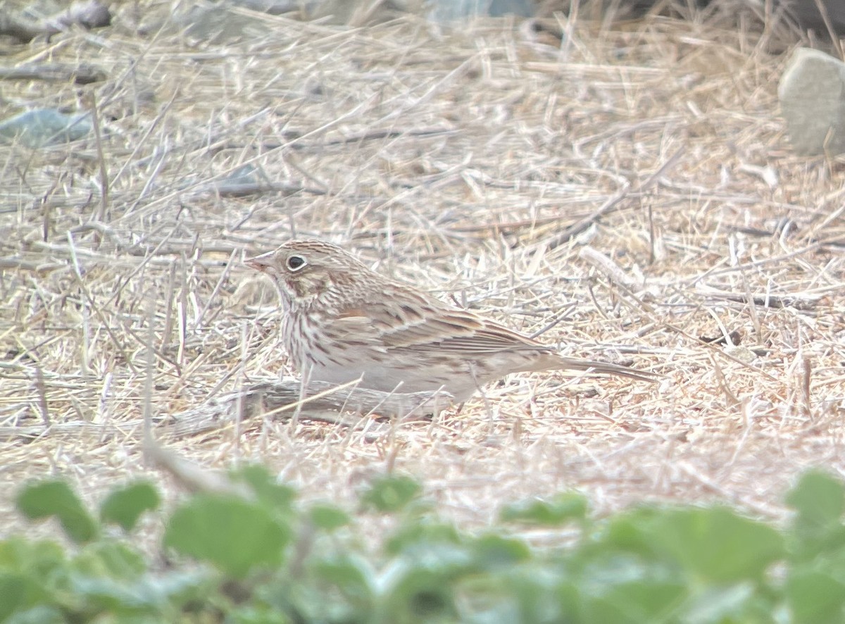Vesper Sparrow - ML642874065