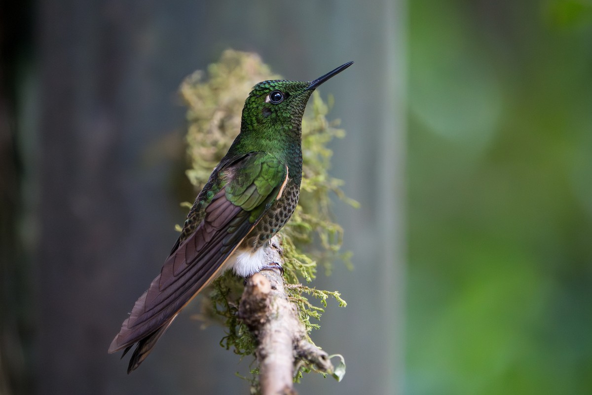 Buff-tailed Coronet - ML642874066
