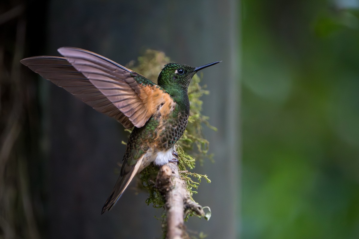 Buff-tailed Coronet - ML642874067