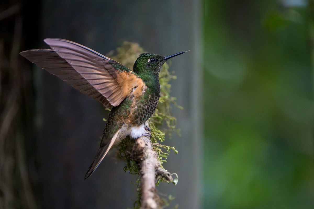 Buff-tailed Coronet - ML642874068