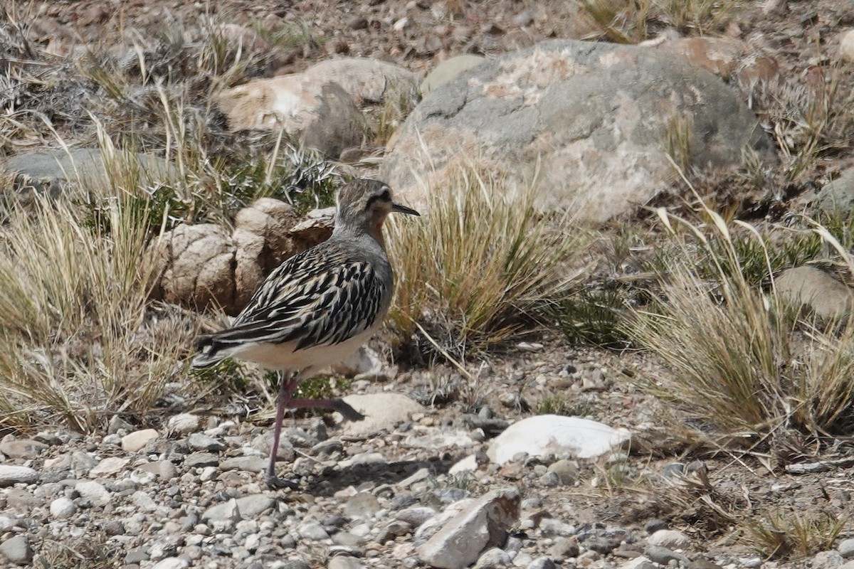 Tawny-throated Dotterel - ML642874071