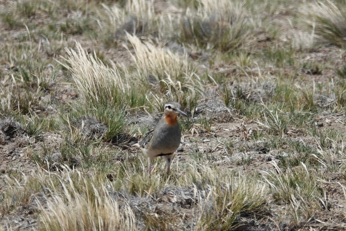 Tawny-throated Dotterel - ML642874072