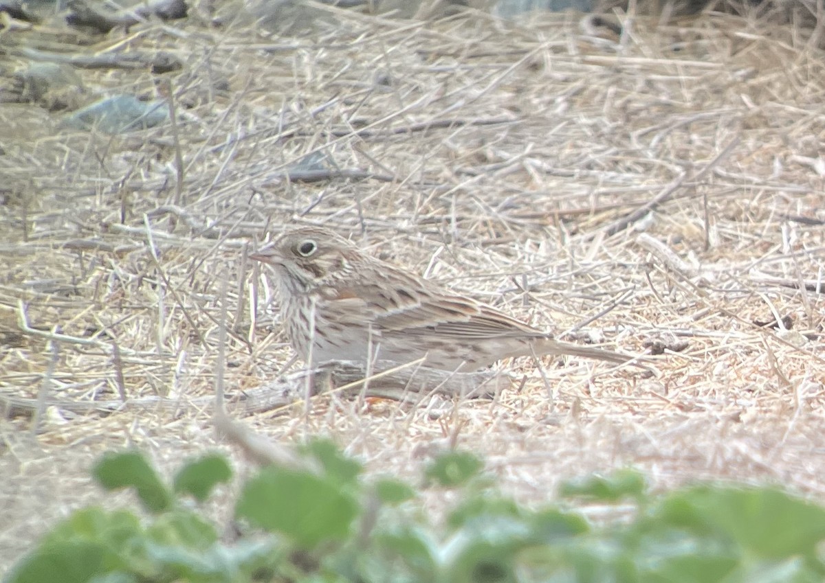 Vesper Sparrow - ML642874075