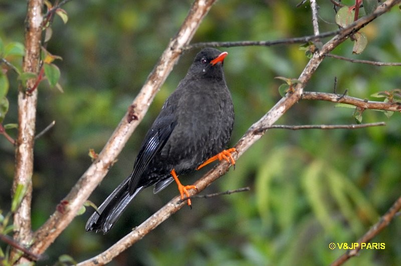 Glossy-black Thrush - ML642874081