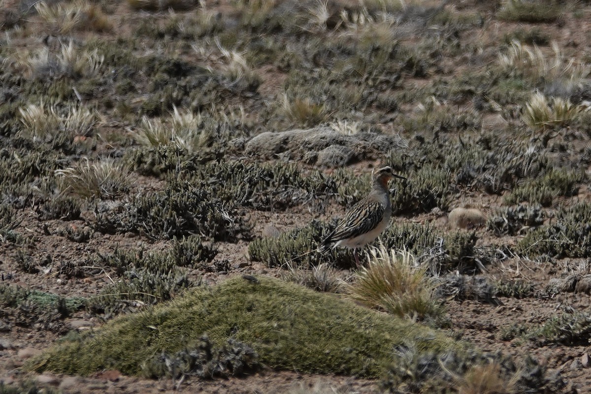 Tawny-throated Dotterel - ML642874087