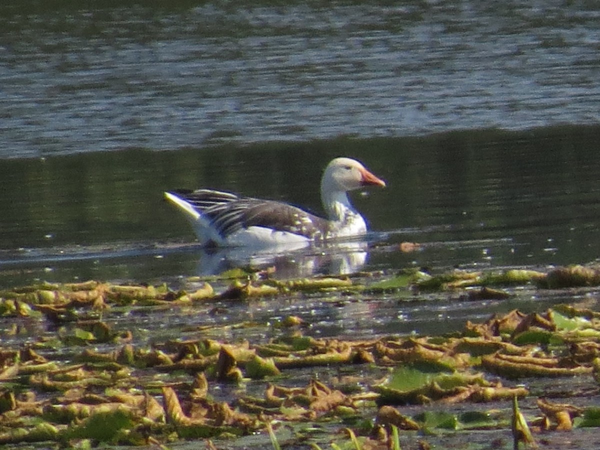 Snow Goose - ML642874088