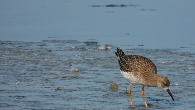 Ruff - ML642874091