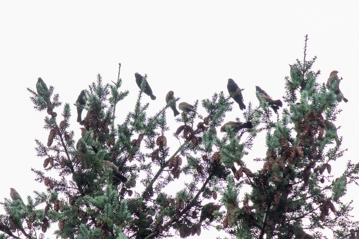Red-winged Blackbird - ML642874106