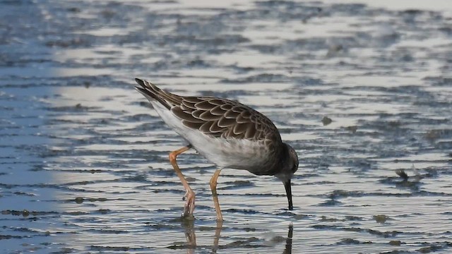 Ruff - ML642874113