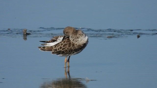 Ruff - ML642874114