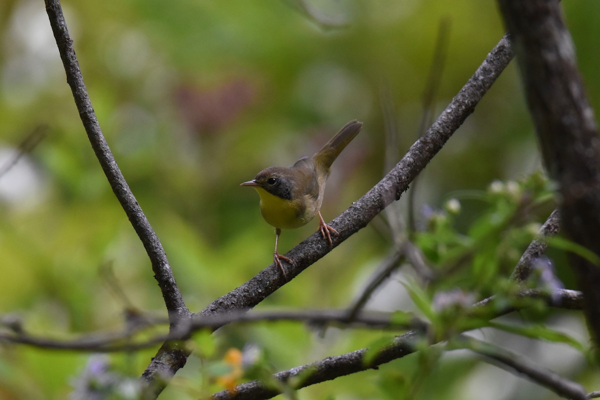 Common Yellowthroat - ML642874122