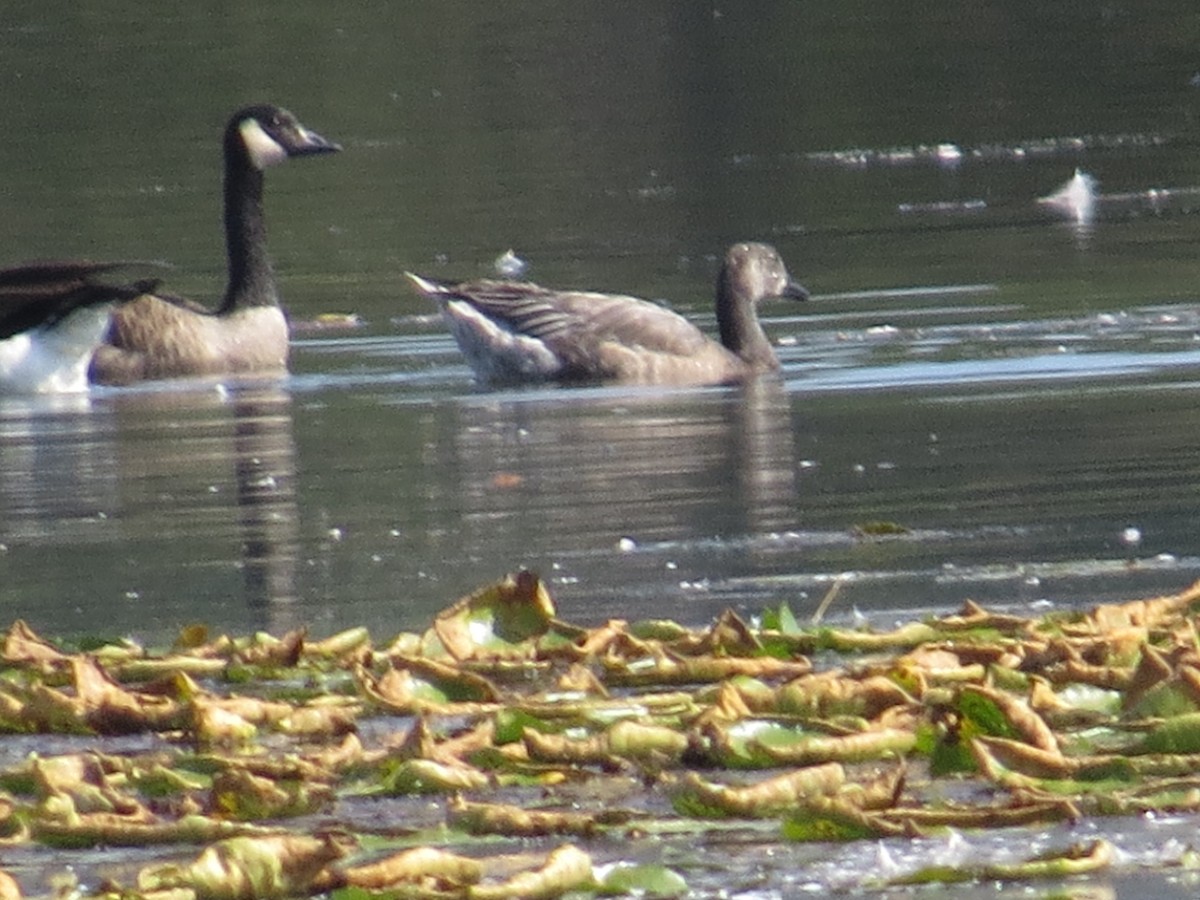 Snow Goose - ML642874124