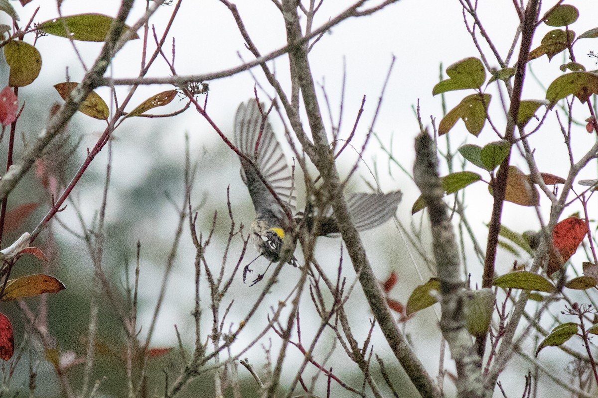 Yellow-rumped Warbler - ML642874126