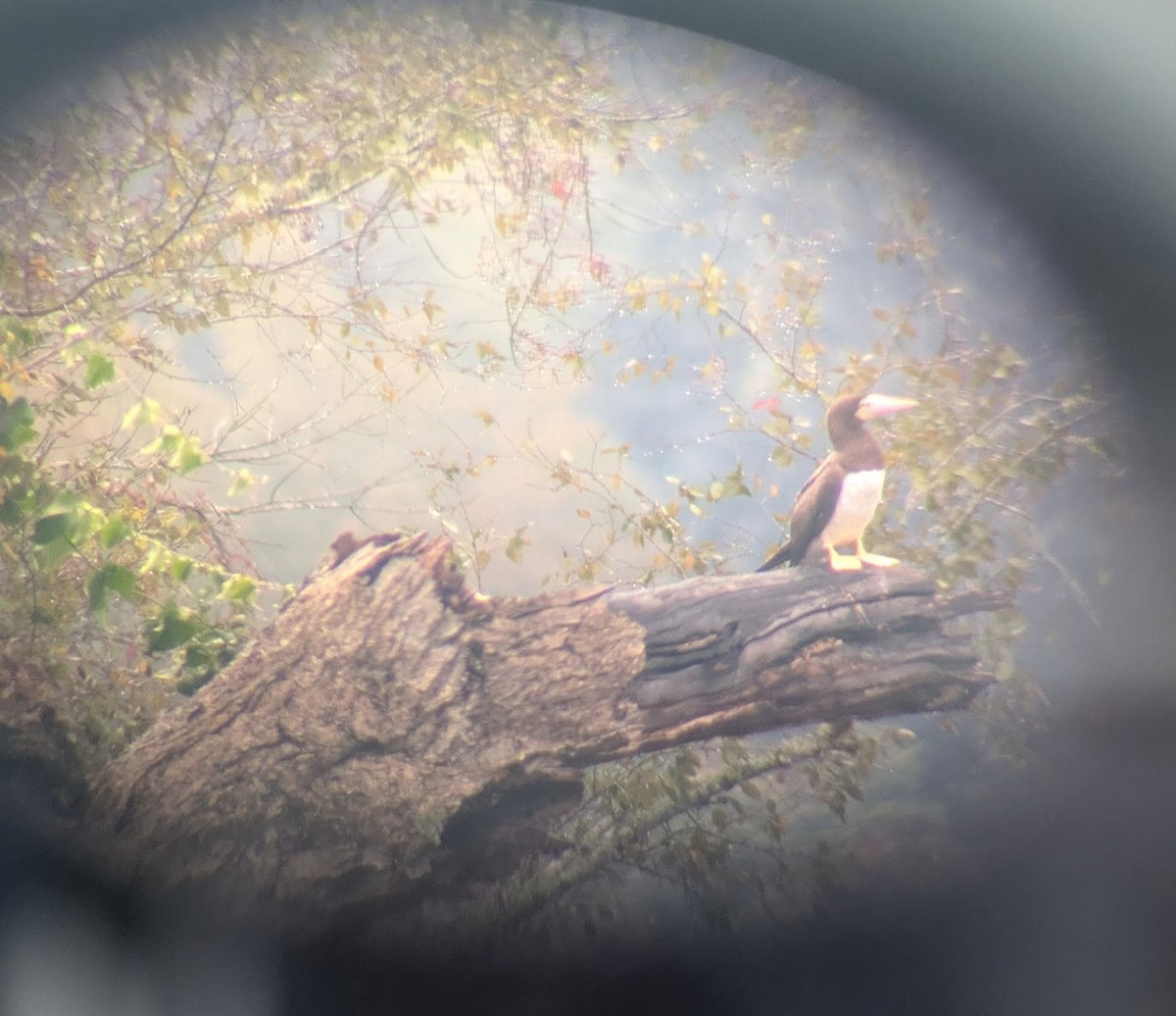 Brown Booby - ML642874132