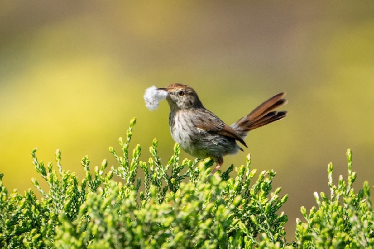 Gray-backed Cisticola - ML642874140