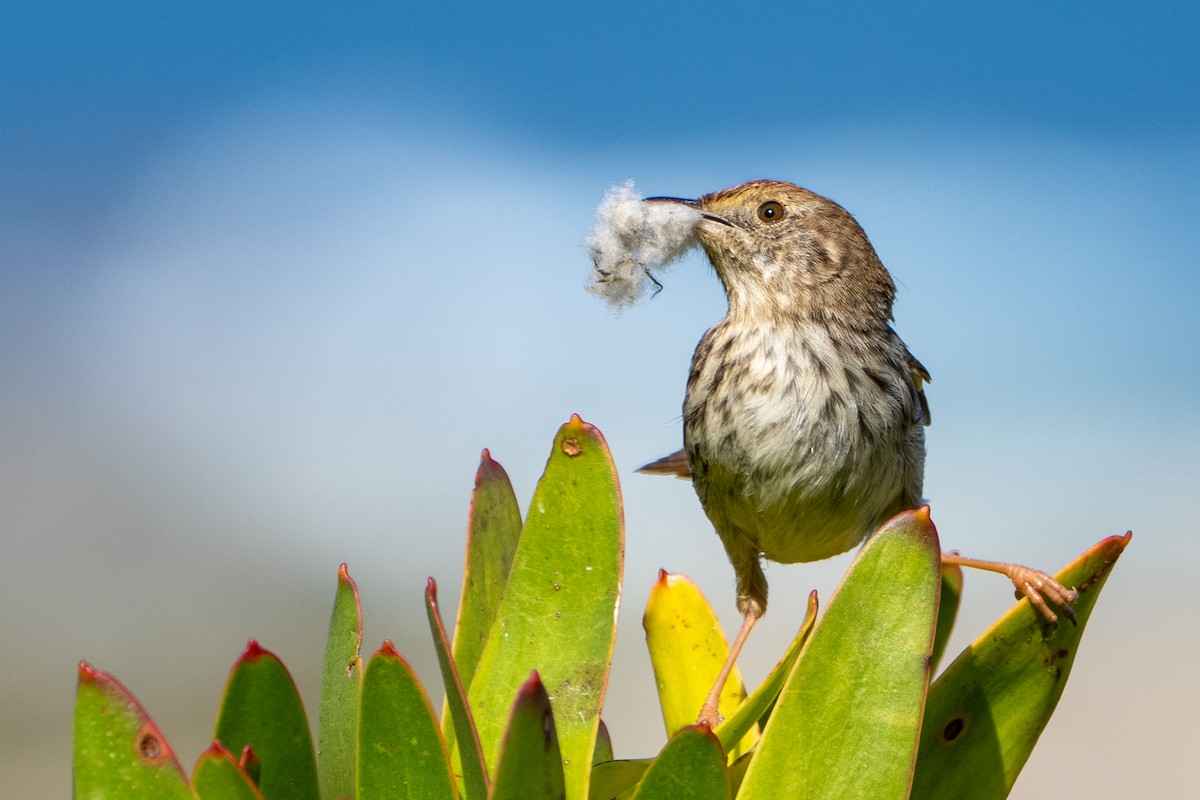 Gray-backed Cisticola - ML642874141
