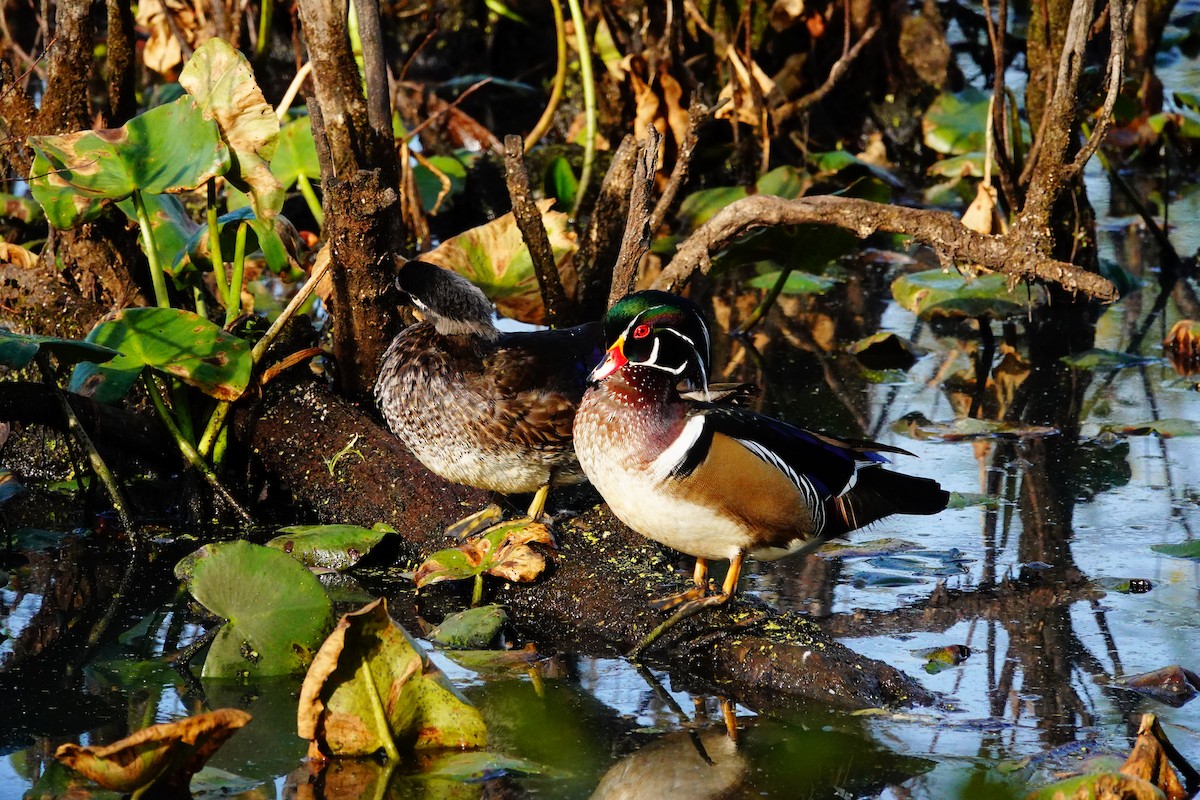 Wood Duck - ML642874148