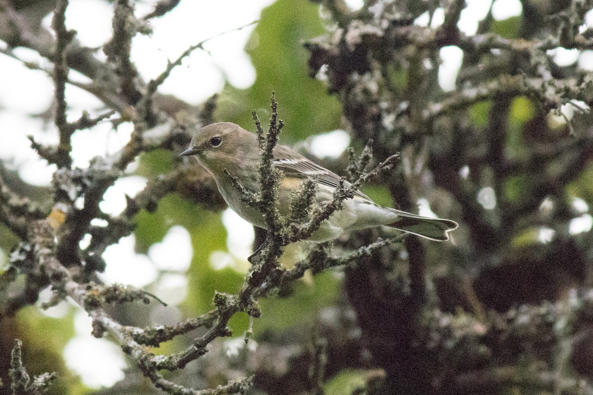 Yellow-rumped Warbler - ML642874149