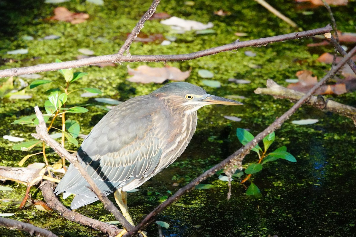 Green Heron - ML642874153