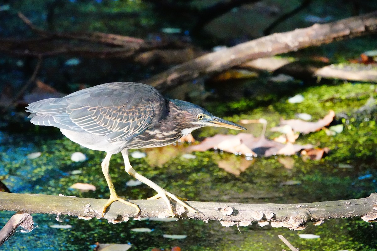 Green Heron - ML642874154