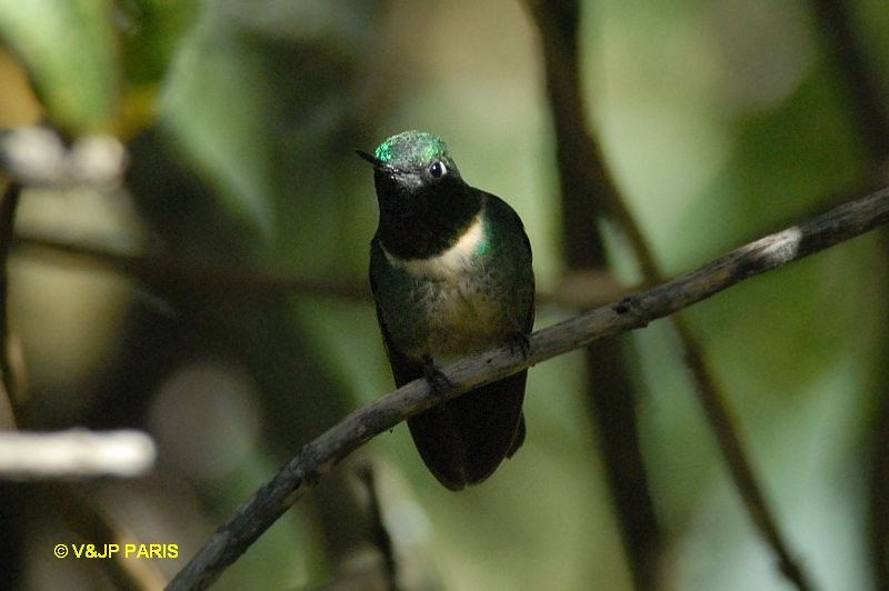 Amethyst-throated Sunangel - ML642874157