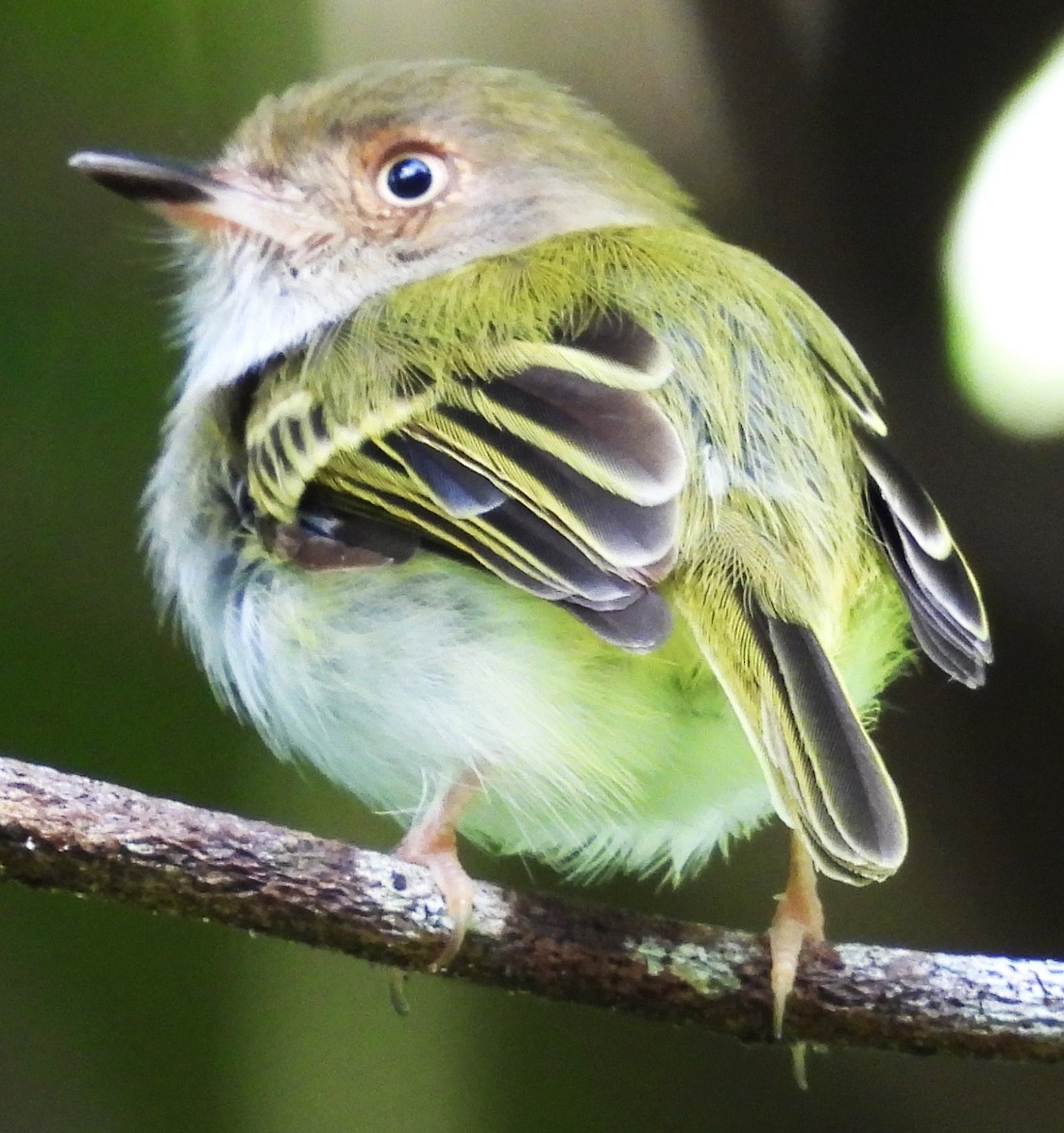 Pale-eyed Pygmy-Tyrant - ML642874161