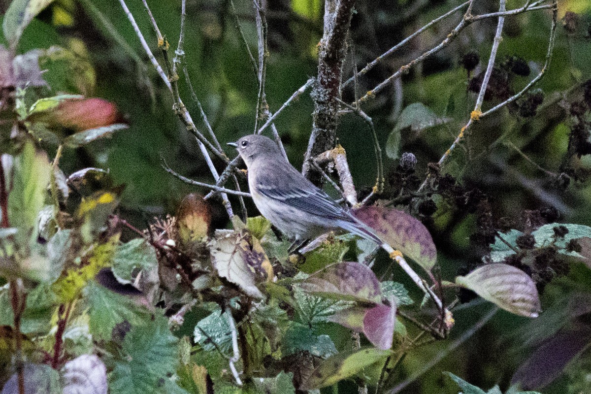 Yellow-rumped Warbler - ML642874162