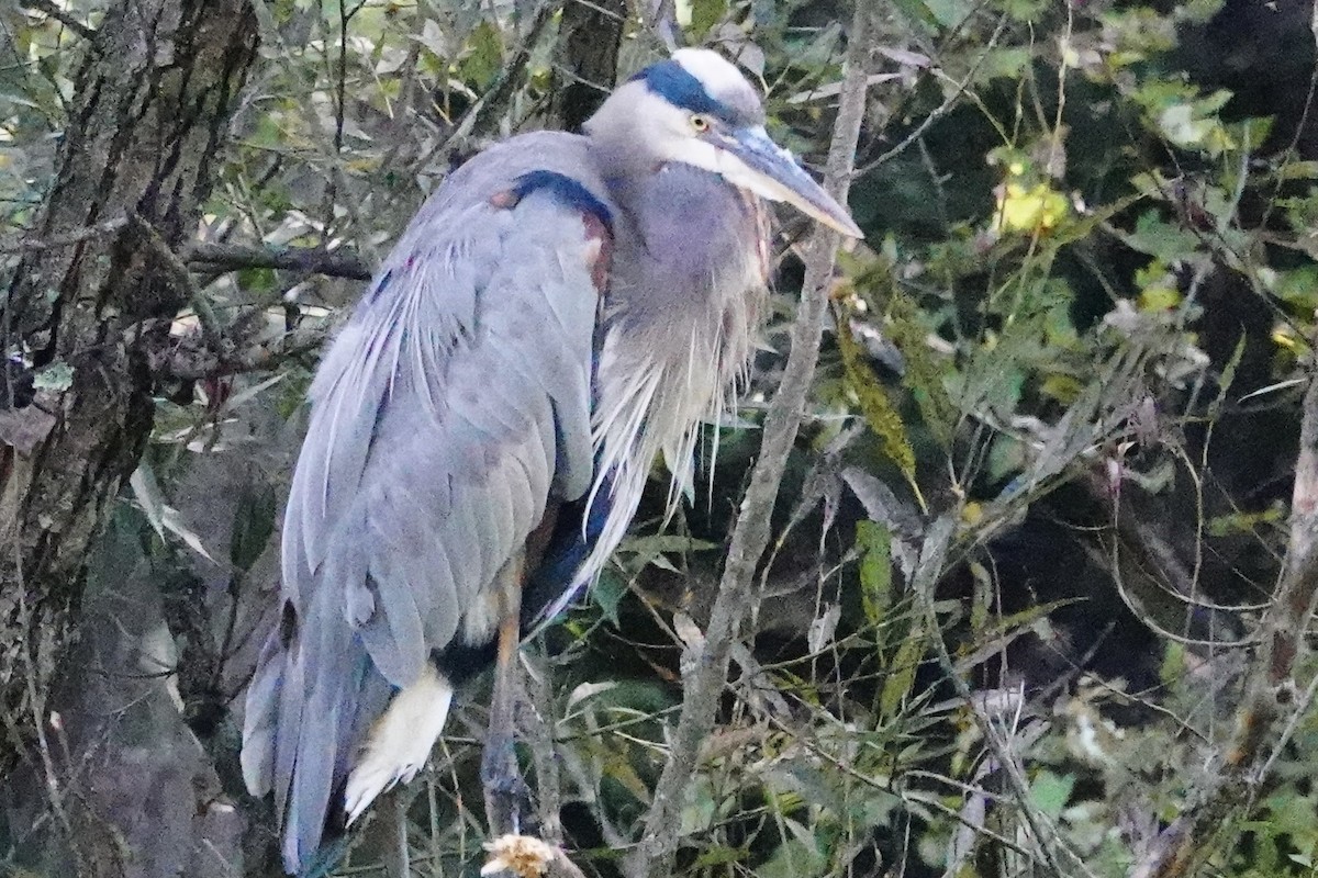 Great Blue Heron - ML642874163