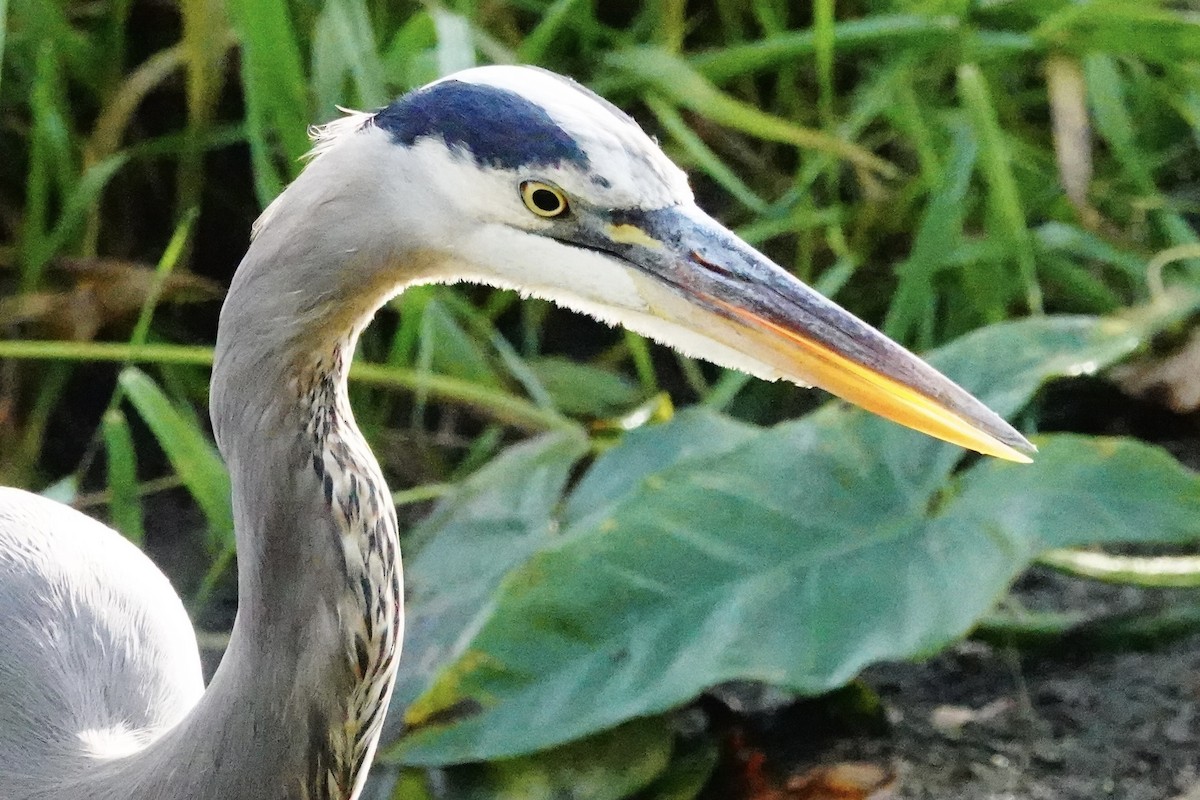 Great Blue Heron - ML642874164